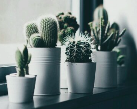 planten-cactus-in-leven-houden